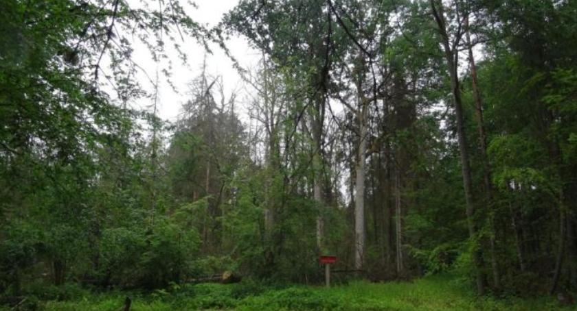 Rezerwat w Puszczy Białowieskiej jest już większy