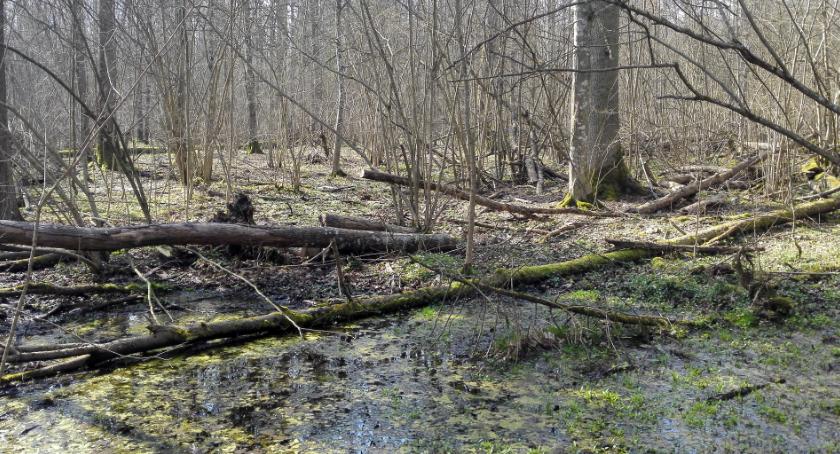Puszcza Białowieska skrywała pradziejowy kurhan