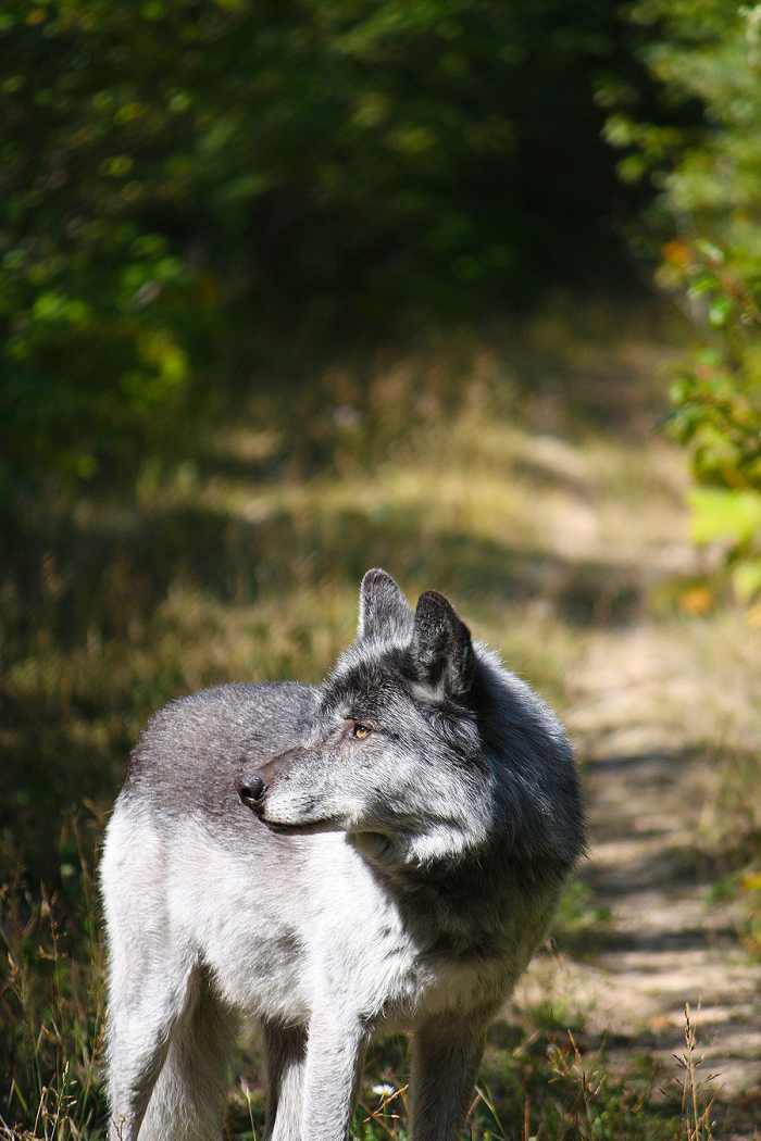 Białostockie młode wilki