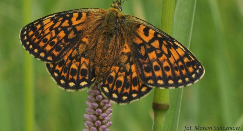 W najstarszym czasopiśmie naukowym pojawił się na okładce motyl z Podlasia