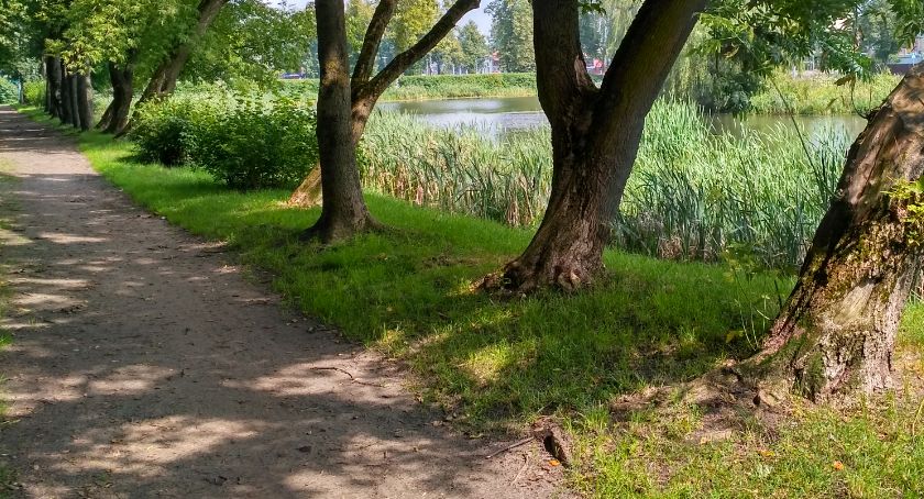 Urodziło ci się dziecko? Posadź drzewo! Nowa akcja Lasów Państwowych