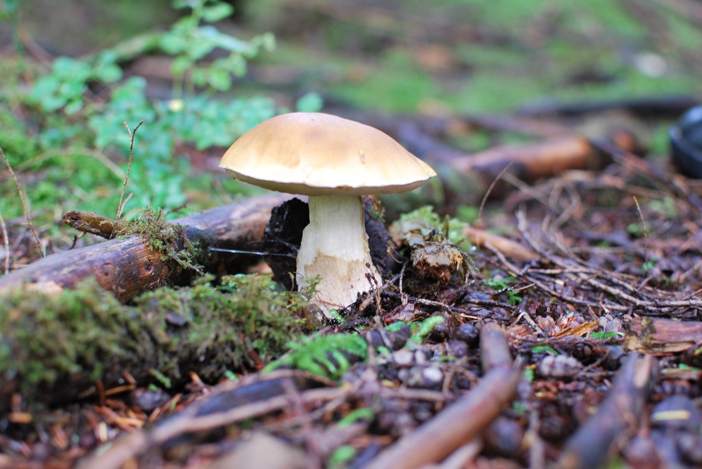 Poradnik grzybiarza – mieszczucha