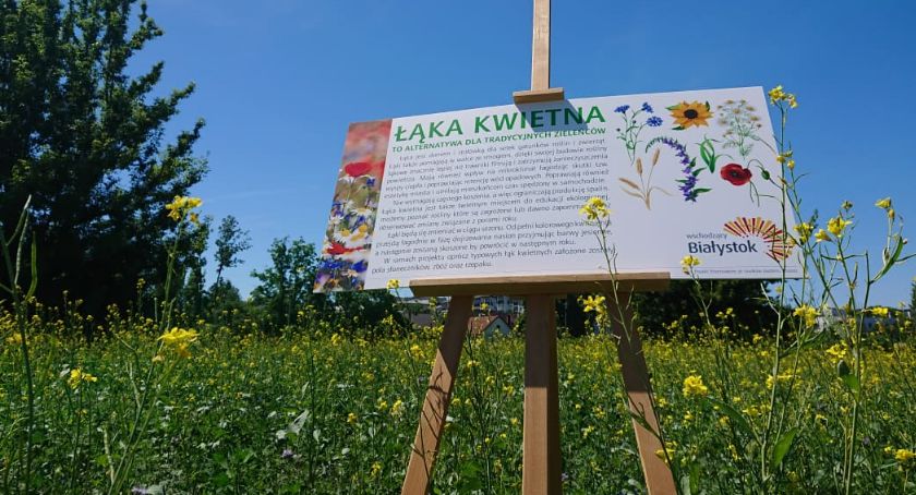 W Białymstoku są już pierwsze łąki kwietne. Będą rzadko koszone, bo mają służyć owadom