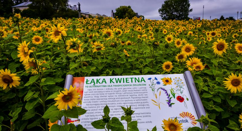 Sfotografuj miejskie łąki i wygraj nagrodę rzeczową