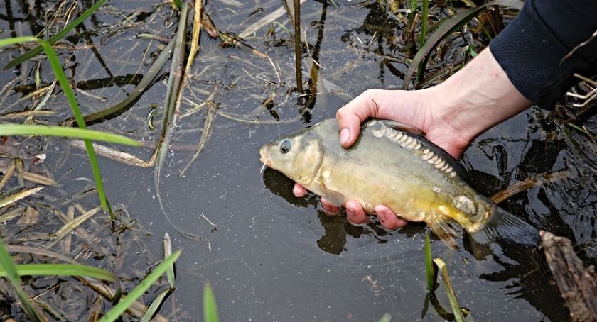 Za znęcanie się nad rybami sprzedawca usłyszał wyrok 4 miesięcy pozbawienia wolności