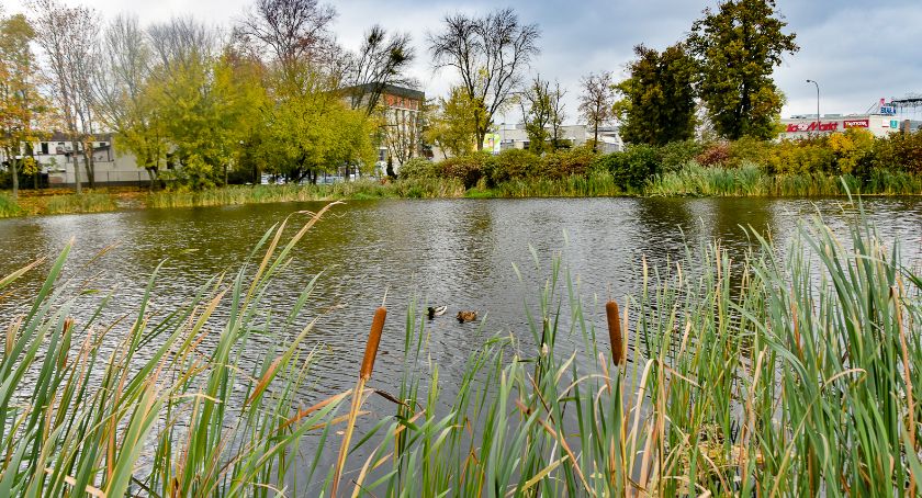 Ruszają prace związane z uporządkowaniem stawu przy Mickiewicza