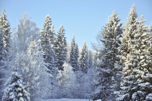 Ruszył II Europejski Tydzień Leśny