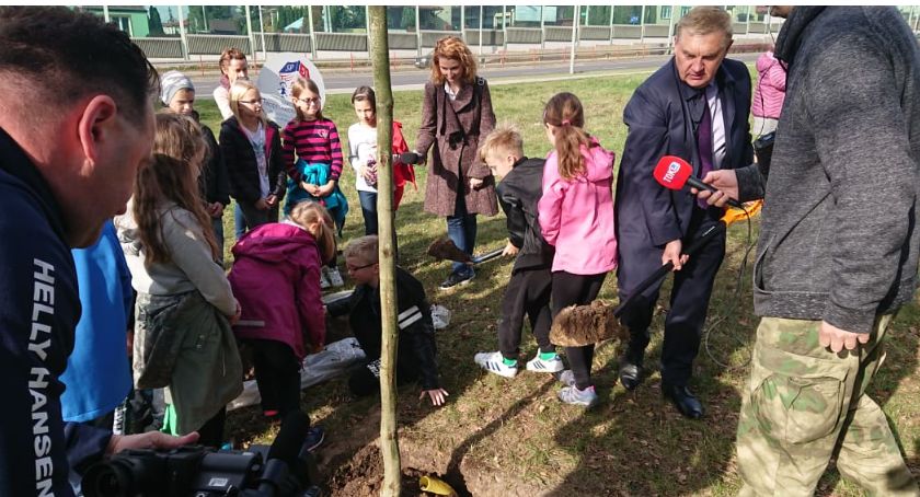 W Białymstoku przybyło 15 nowych platanów klonolistnych