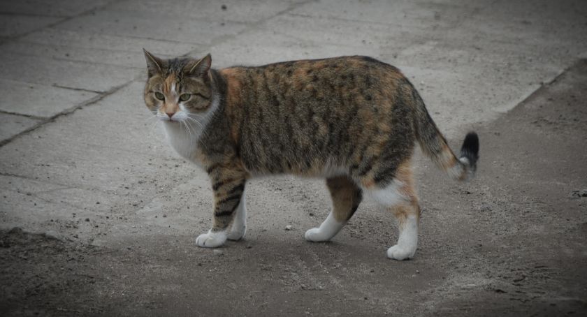 Trzeba nakarmić białostockie koty
