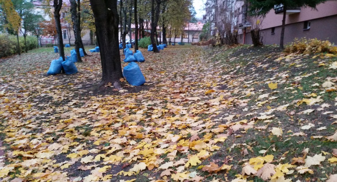 Sprzątanie liści na posesji to twój obowiązek. Ale… warto ich trochę zostawić