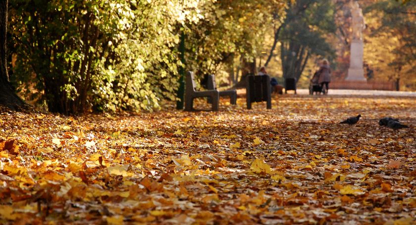 Liście w tym roku nie będą sprzątane i będą leżały w białostockich parkach