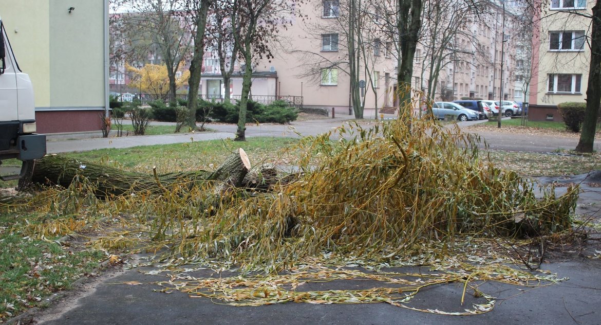 Premier Morawiecki ratuje w Białymstoku drzewa przed wycinką