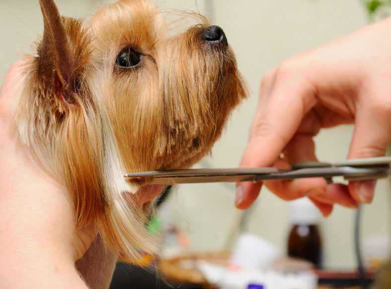 Cztery łapy z manicurem