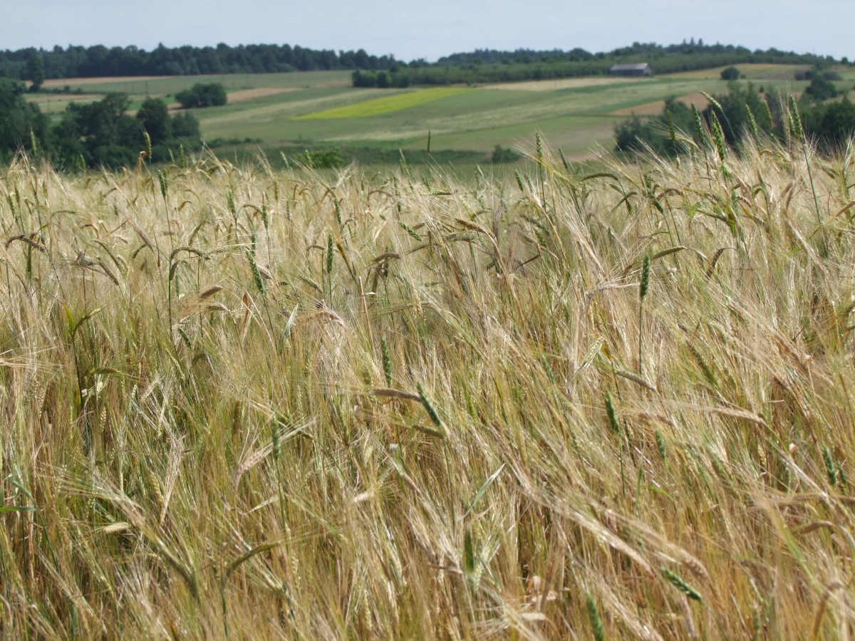 Na Podlasiu gorzej niż w Rumunii