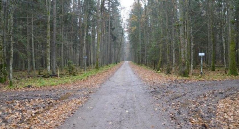 Droga Narewkowska nie zagraża Puszczy Białowieskiej