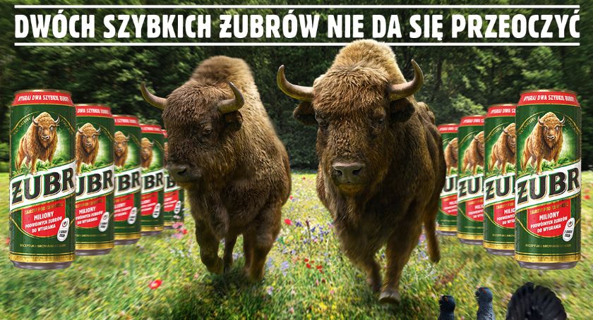 Widzieliście już dwa szybkie żubry?