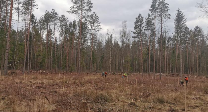 Prace odnowieniowe w Nadleśnictwie Białowieża zmierzają ku końcowi 