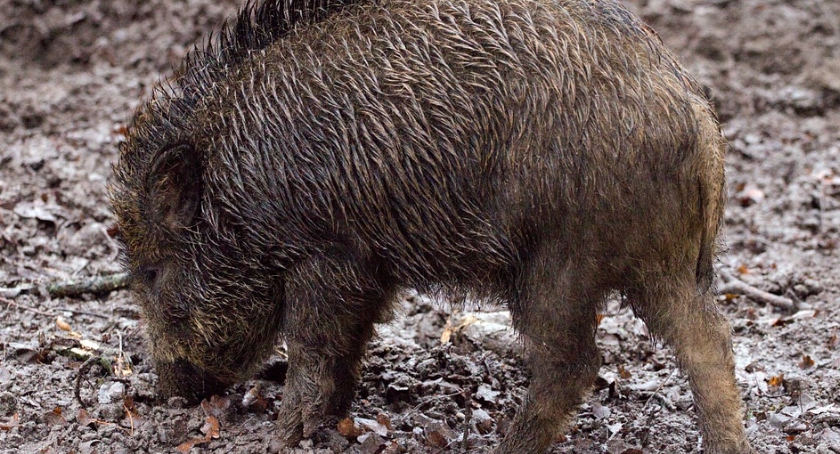 Dziki na drogach! Trzeba uważać