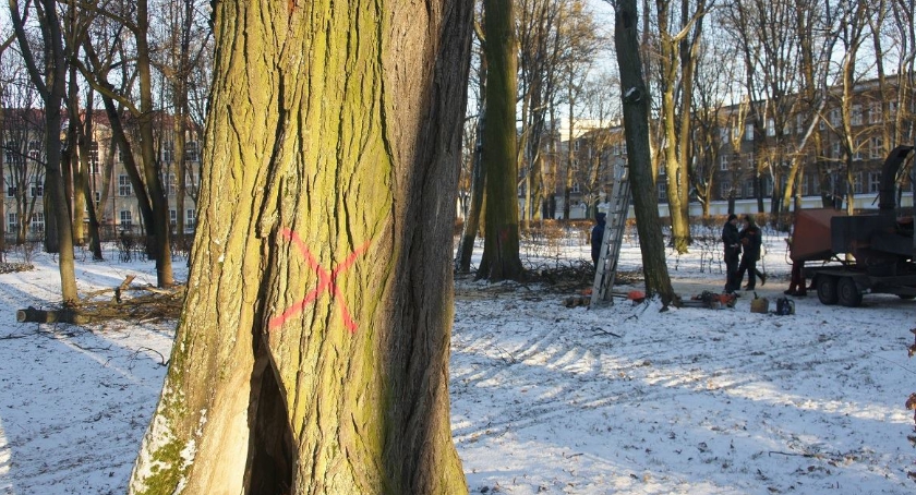 W Parku Branickich tną duże stare drzewa