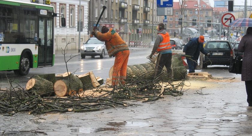 Miasto Białystok sprzedaje drewno. W końcu!