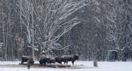 Kilku muzyków zebrało dźwięki natury i stworzyło muz&hellip;