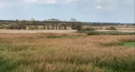 Bagna biebrzańskie wyschnięte na wiór