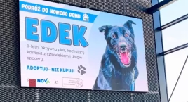 PKS Nova pomoże przewieźć psa ze schroniska i zachęc…