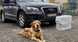 Funkcjonariusze KAS zatrzymali papierosową kontrabandę w Kuźnicy. Pomógł im labrador