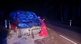 Po kolizji żubr uciekł z miejsca zdarzenia