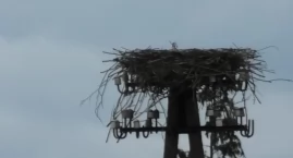 Wiosna coraz bliżej. Bociany przylecą na Podlasie w ciągu kilku dni