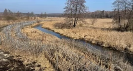 Cudzoziemcy nie mogąc przedostać się z Białorusi do Polski rzucali kamieniami i konarami drzew w polskie służby