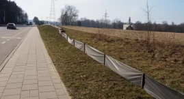 Białystok kontynuuje akcję ratowania płazów