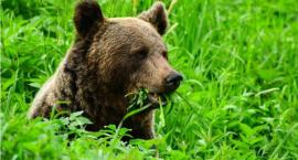 Do Puszczy Augustowskiej wprowadzają się misie?