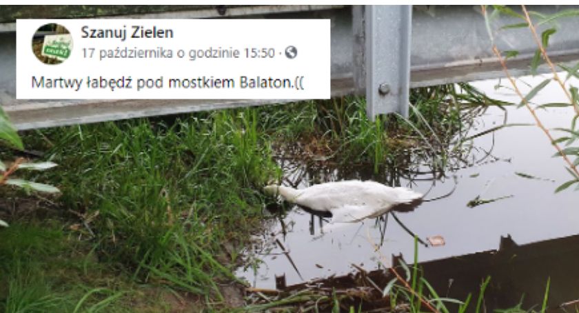 Martwy łabędź w jeziorku nad Balatonem. Czego nie wolno robić?!