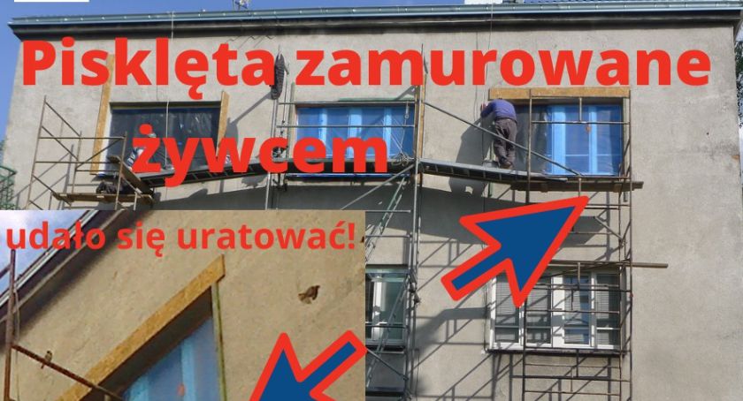 Żywcem zamurowano pisklęta na Saskiej Kępie!
