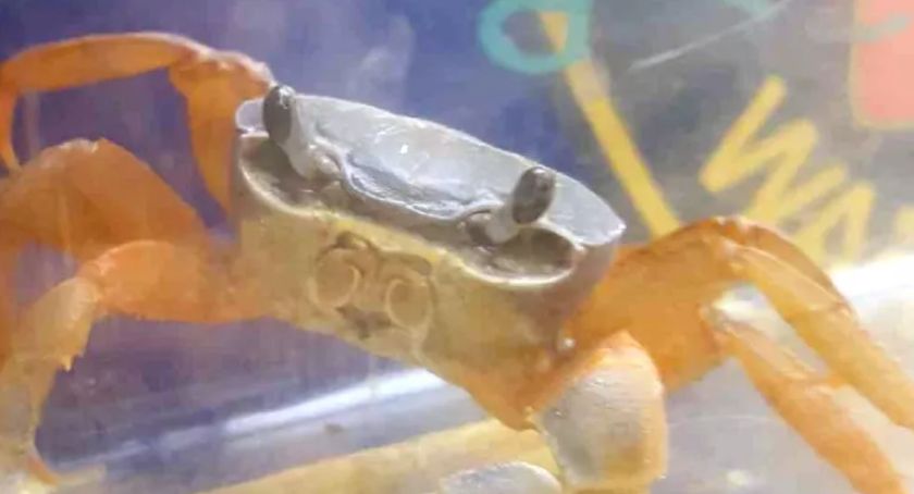 Grzecznie stukał prosząc o otwarcie drzwiczek od... wodomierzy. Krab z wizytą u jednej z mieszkanek
