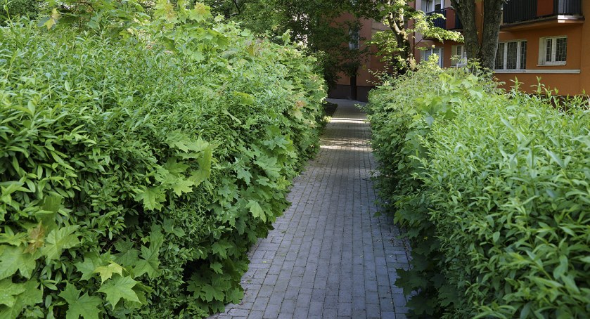 Zielony tunel na Grochowie