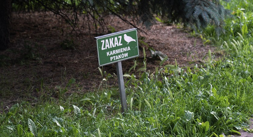 Zakaz karmienia ptaków