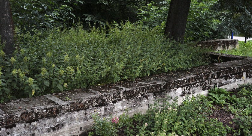 Park Skaryszewski i sok z pokrzywy