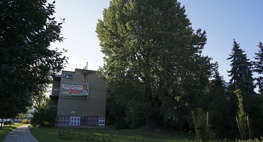Topola biała na szlaku przyrodniczym