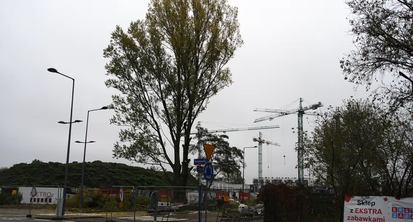 Drzewo skazane na ścięcie