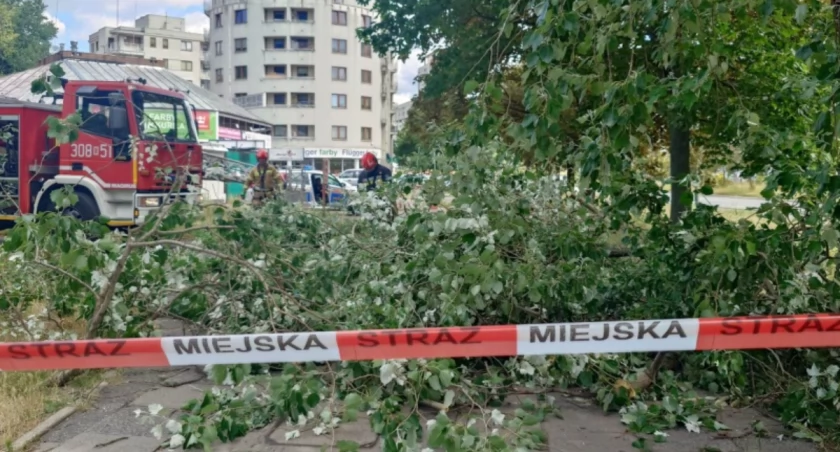Grube konary zwisały na skrawkach kory ponad chodnikiem. Mogło dojść do tragedii