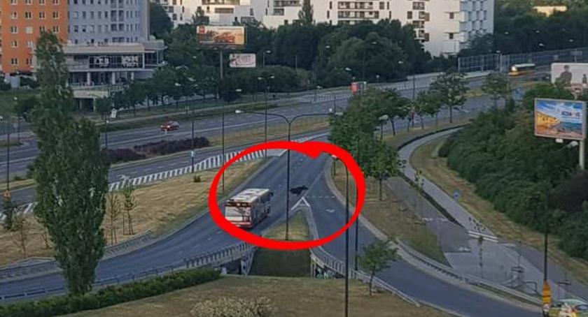 Al. Stanów Zjednoczonych - uwaga na...łosia!