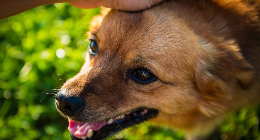 Akcja #AdoptujWarszawiaka w Parku Skaryszewskim. 