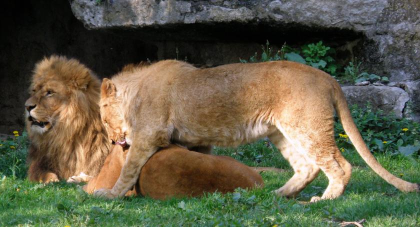 Zwierzaki z warszawskiego zoo wracają na łono natury
