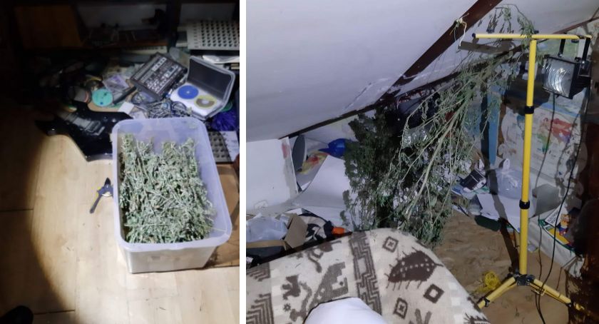Ponad 12,5 kg marihuany w mieszkaniu, piwnicy oraz wokół domu [ZDJĘCIA]