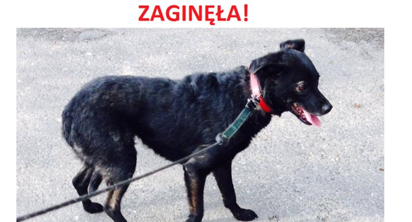 Zaginęła lękliwa sunia w okolicach PKP Olszynka Grochowska