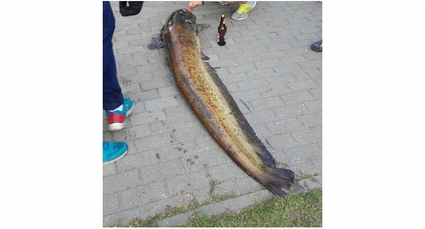 Ogromny sum w Jeziorku Kamionkowskim. 183 cm i 50 kg!