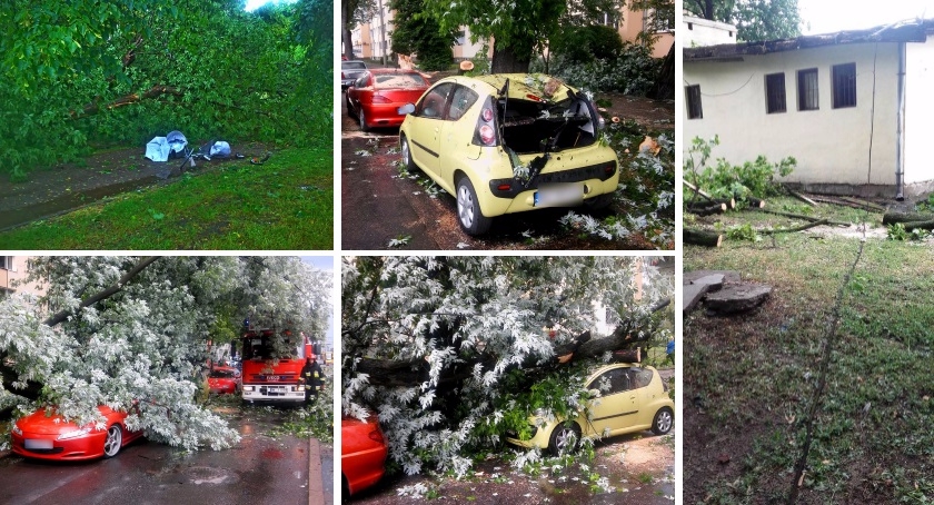 Drzewa na Pradze Południe padają. Kilka groźnych wypadków w ostatnich dniach
