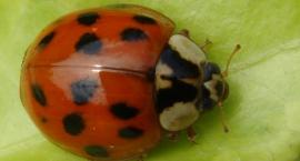 Plaga biedronki azjatyckiej na Pradze Południe